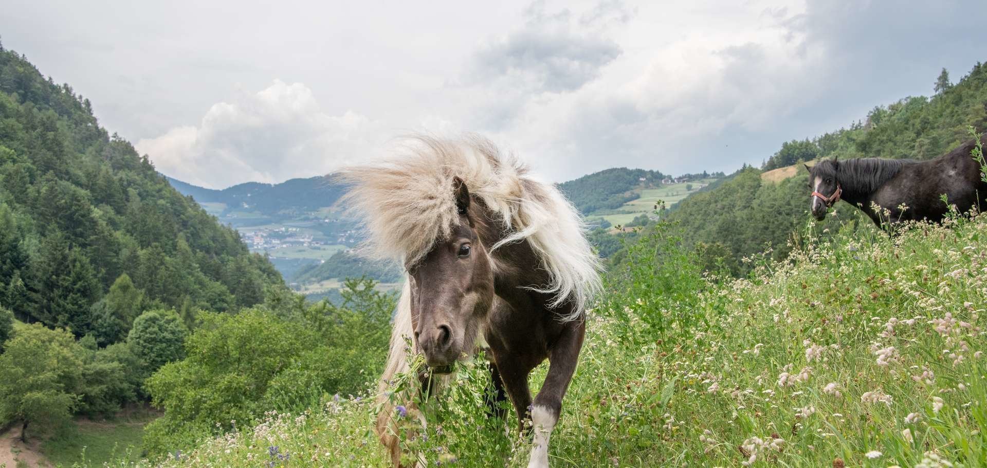 bauernhofurlaub-tiers-suedtirol